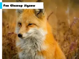 Fox Closeup Jigsaw