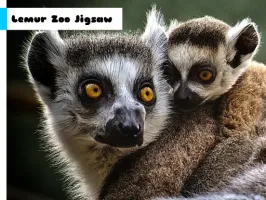 Lemur Zoo Jigsaw