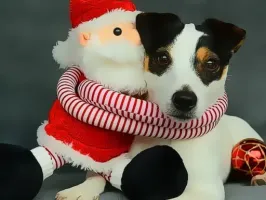 Funny Christmas Dogs