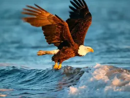 Animals Jigsaw Puzzle Eagle